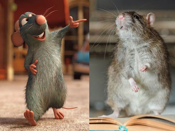 PHOTOS: What Famous Cartoon Animals Look Like in Real Life