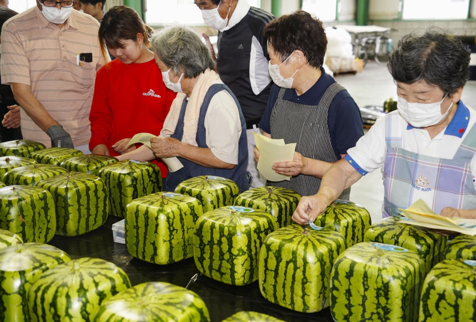 Square watermelon shipments begin in western Japan city