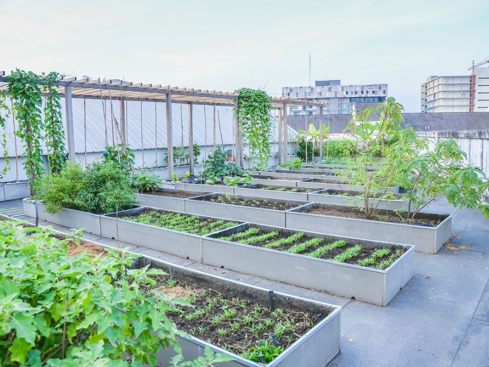 How to Get Start with Terrace Garden ( Hint: Easy to Grow Vegetables )
