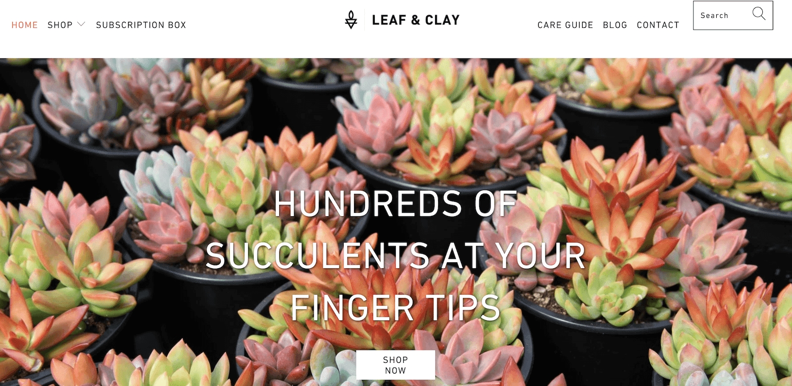 Leaf & Clay homepage showing image of many succulent plants available for sale.
