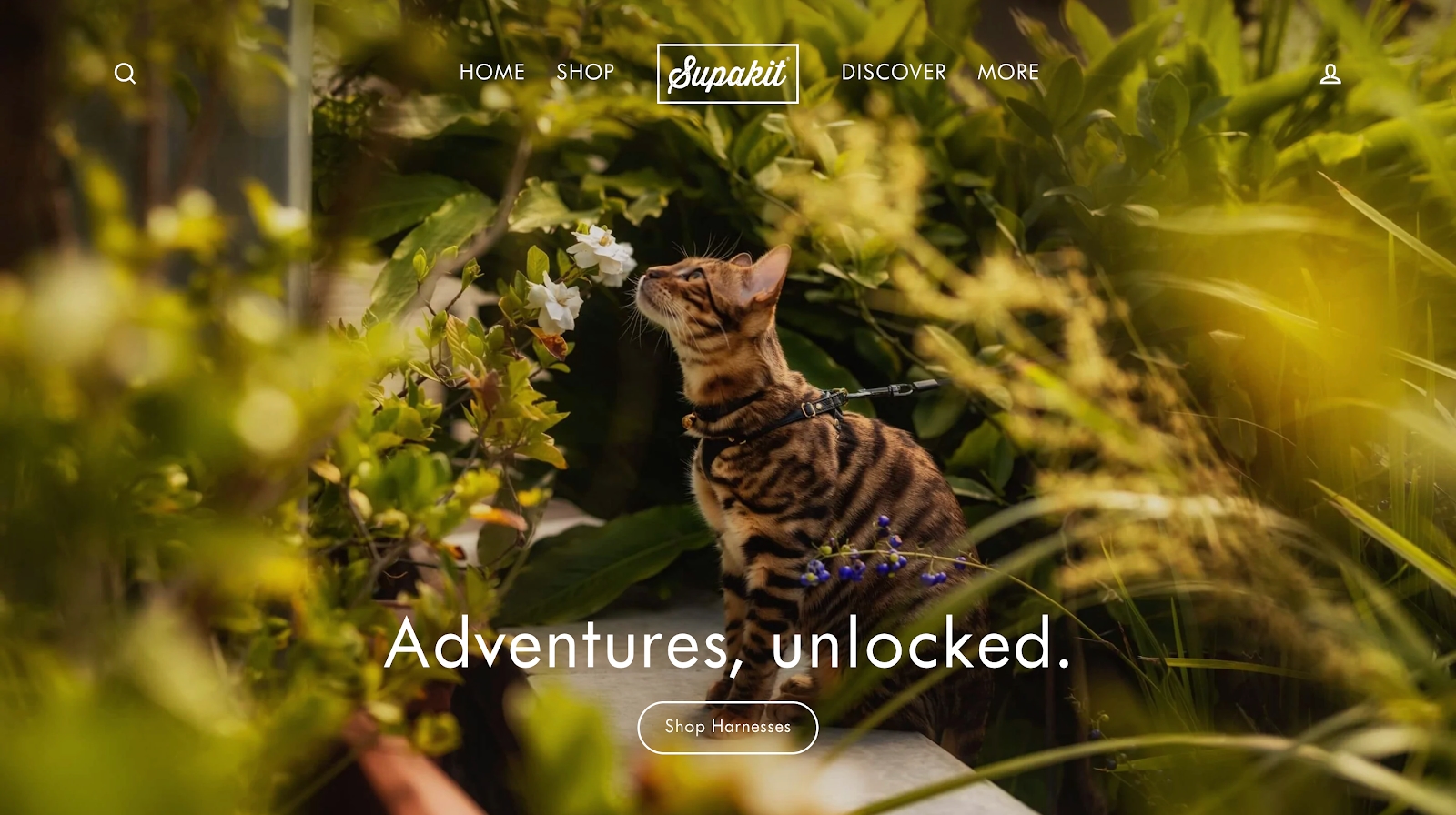 Supakit homepage with a cat on a leash in a garden.