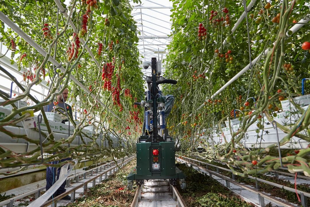Robotic Tomato Harvesting Enables Faster Innovations in Research and  Development | Syngenta Vegetable Seeds Global