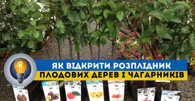 Картинка довгочиту