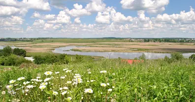 Картинка довгочиту