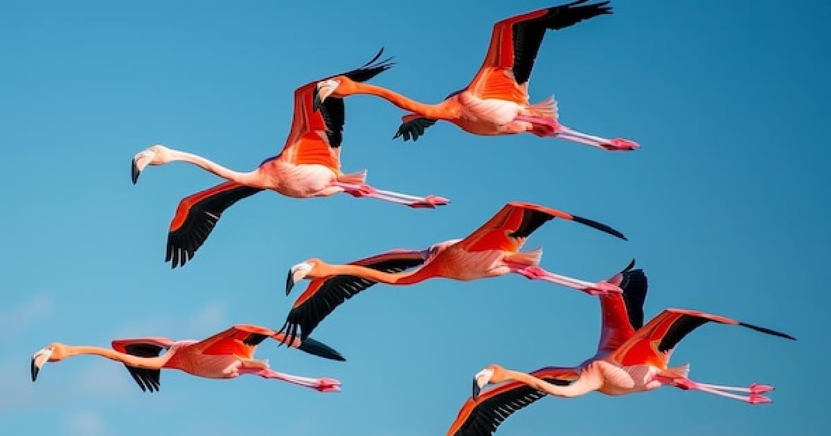 Велич - Andy Friday на we.ua