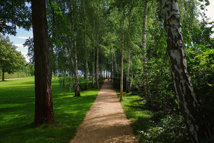 The birch alley heading to the waterfront. The birches were planted chaotically as if they grew like that themselves — it was a popular gardening technique at that time.
