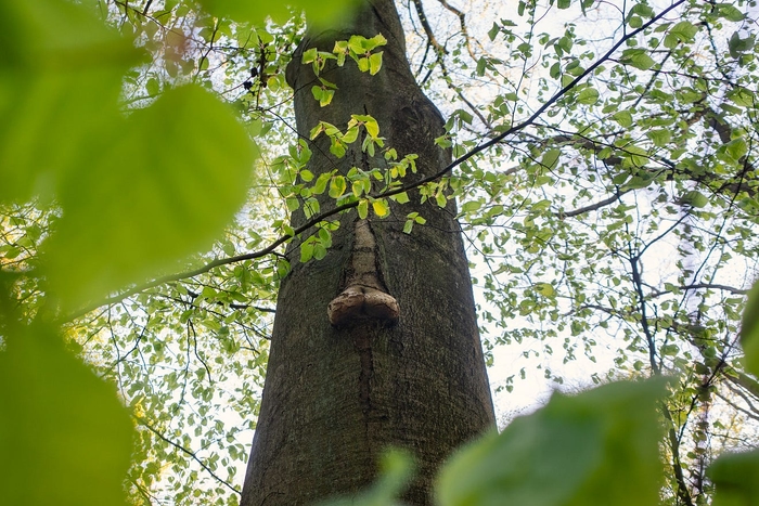 A penis tree of Eberswalde.