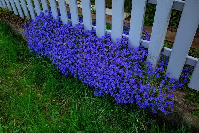 Beautiful blue flowers in Biesenthal.