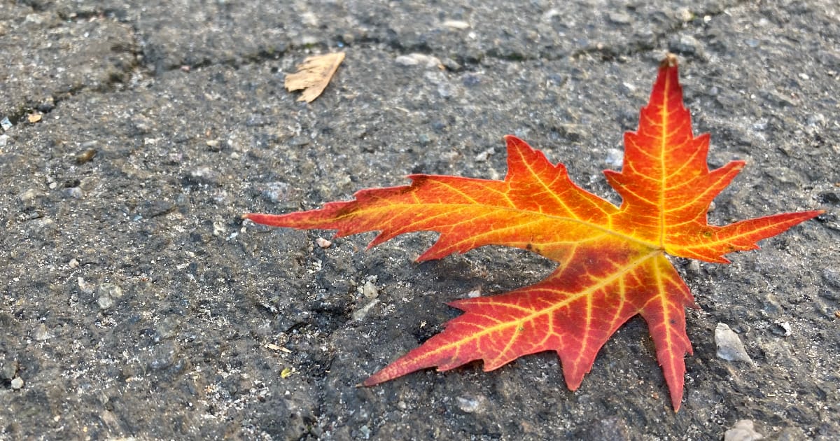 Анітья (непостійність) - Від‘ядгара Падма на we.ua