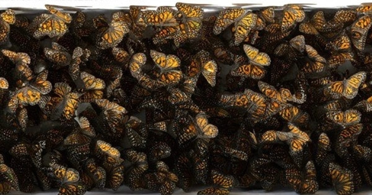 Танець недоумка - Ілларіон Павлюк ☕️🍄‍🟫🪐 - Kleo на we.ua