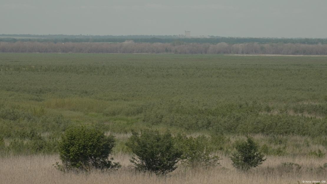 На бывшем дне Каховского водохранилища теперь густой лес