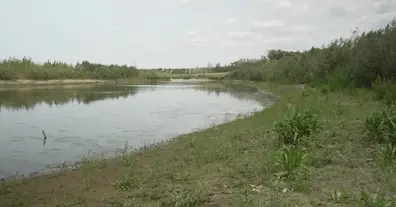Картинка довгочиту