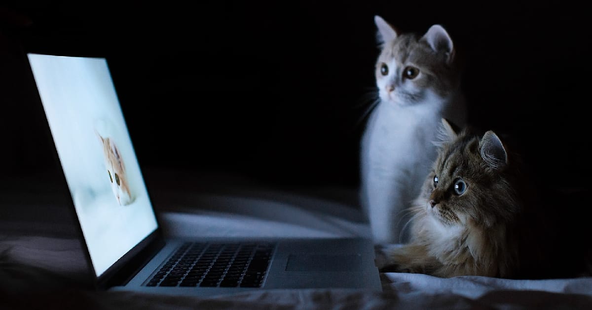 Джунам на допомогу: українські ініціативи, які забезпечують реальний досвід у IT - Namir GO на we.ua