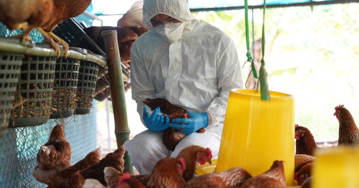 Костянтин Кривопуст :пташиний грип змінюється у бік більшої заразності для людей - UA2DAY на we.ua