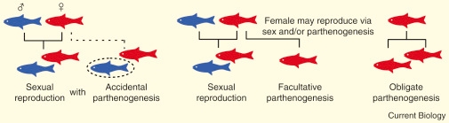 Parthenogenesis: Birth of a New Lineage or Reproductive Accident? -  ScienceDirect