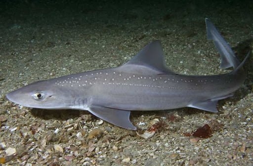 Mustelus Mustelus - Live Nisyros