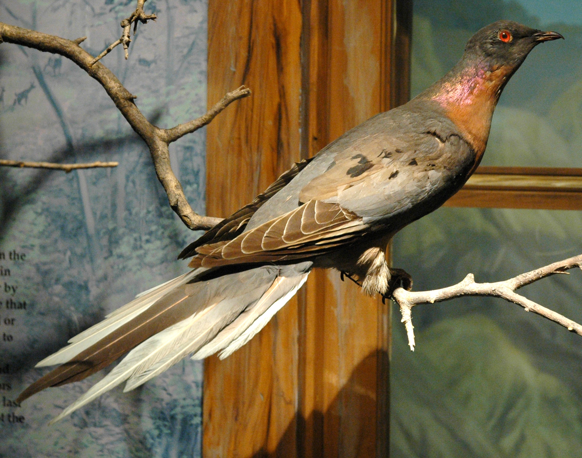 Passenger Pigeon (Ectopistes migratorius) � iNaturalist