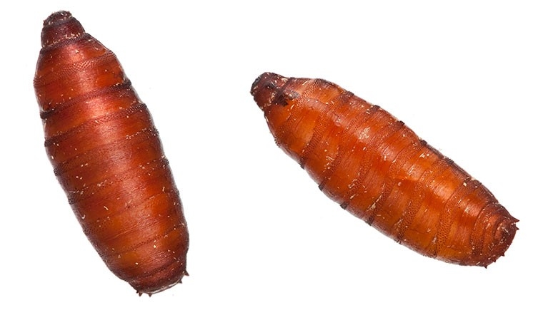 Opaque brown pupae of a Calliphora fly