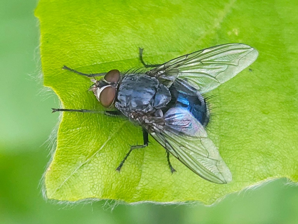 Calliphora vicina | NatureSpot