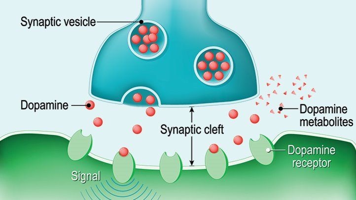 What Is Dopamine?