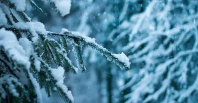 Картинка довгочиту