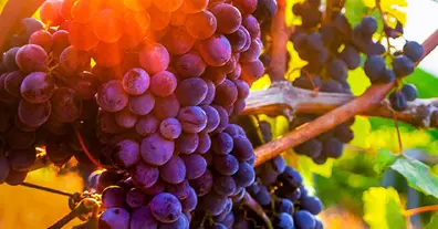 Картинка довгочиту