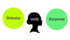 Бихевиоризм: Stimulus => Brain => Response | Пикабу