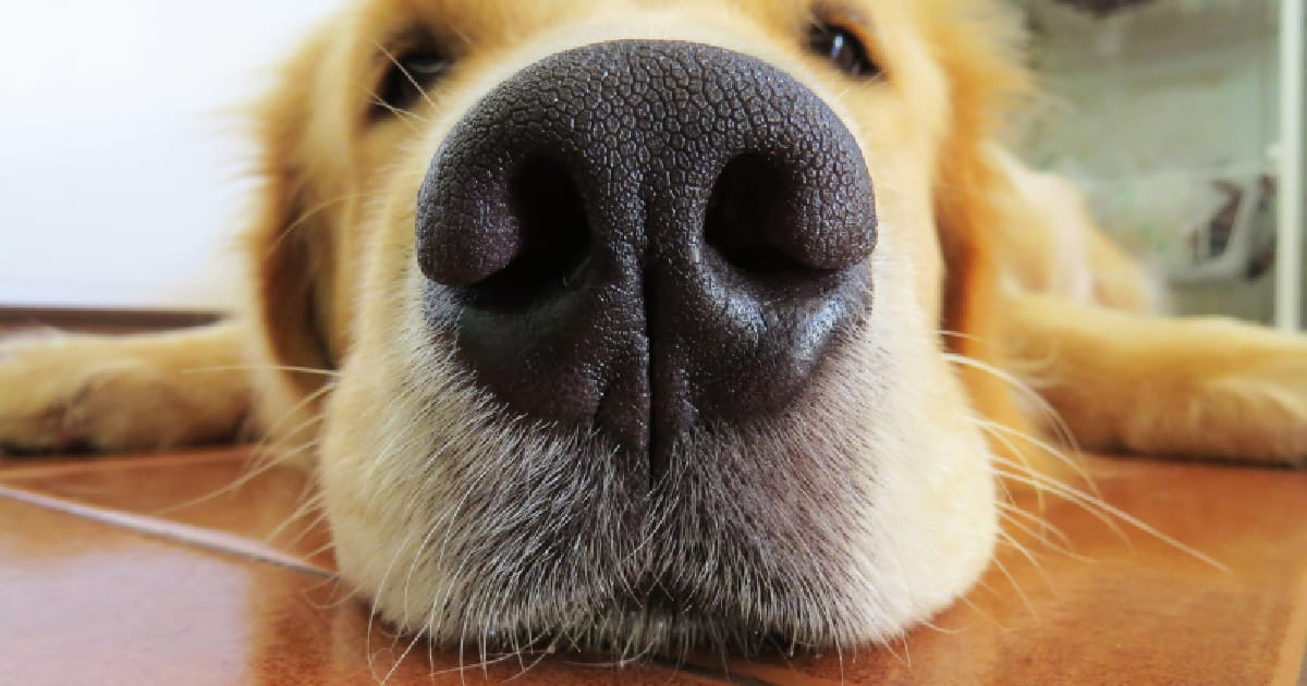 Дихання, котре змінить твій організм - Ostap Sokoliuk на we.ua