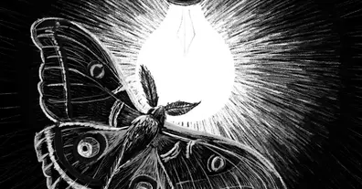 Картинка довгочиту