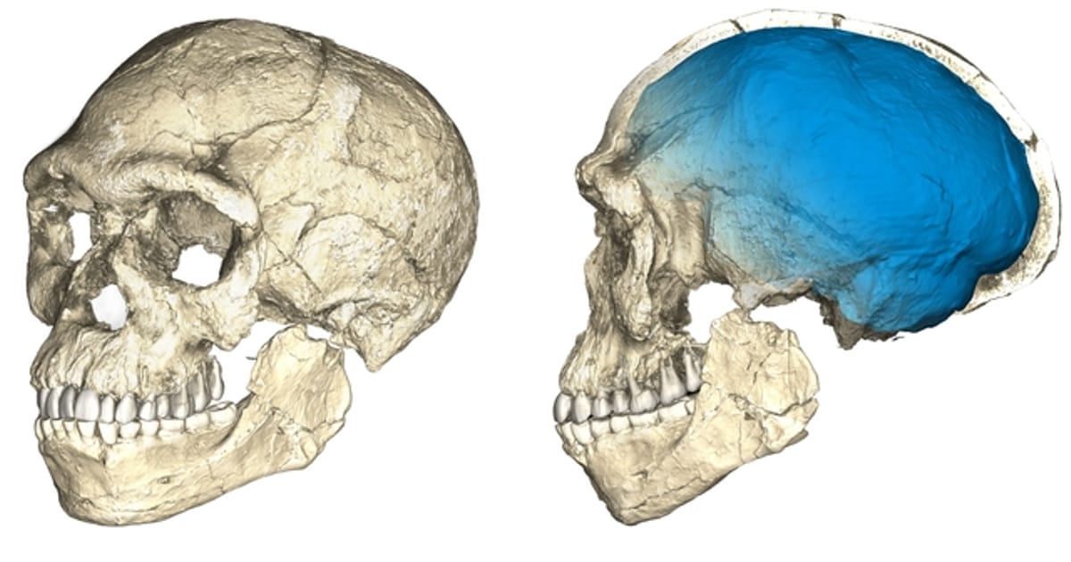 Homo sapiens «постаріли» майже на сотню тисяч років - Сергій Клемін на we.ua