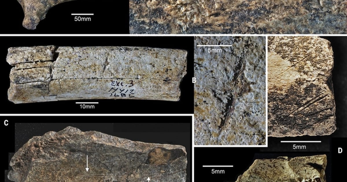 Олдувайська культура підносить нові сюрпризи - Сергій Клемін на we.ua