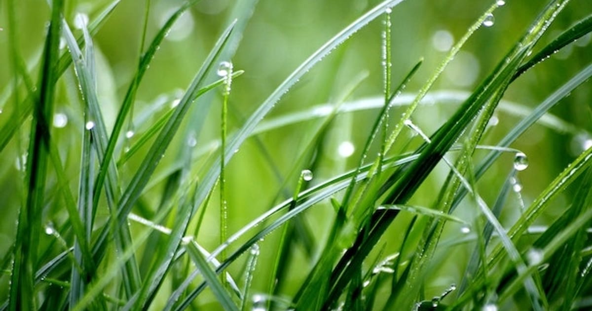 Інновація в біології: М'ясо, вирощене з трави - Анатолій на we.ua