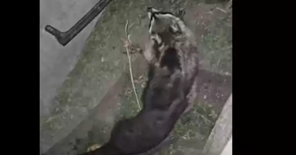 Видра потягла єнота у водостік (відео) - Анатолій на we.ua