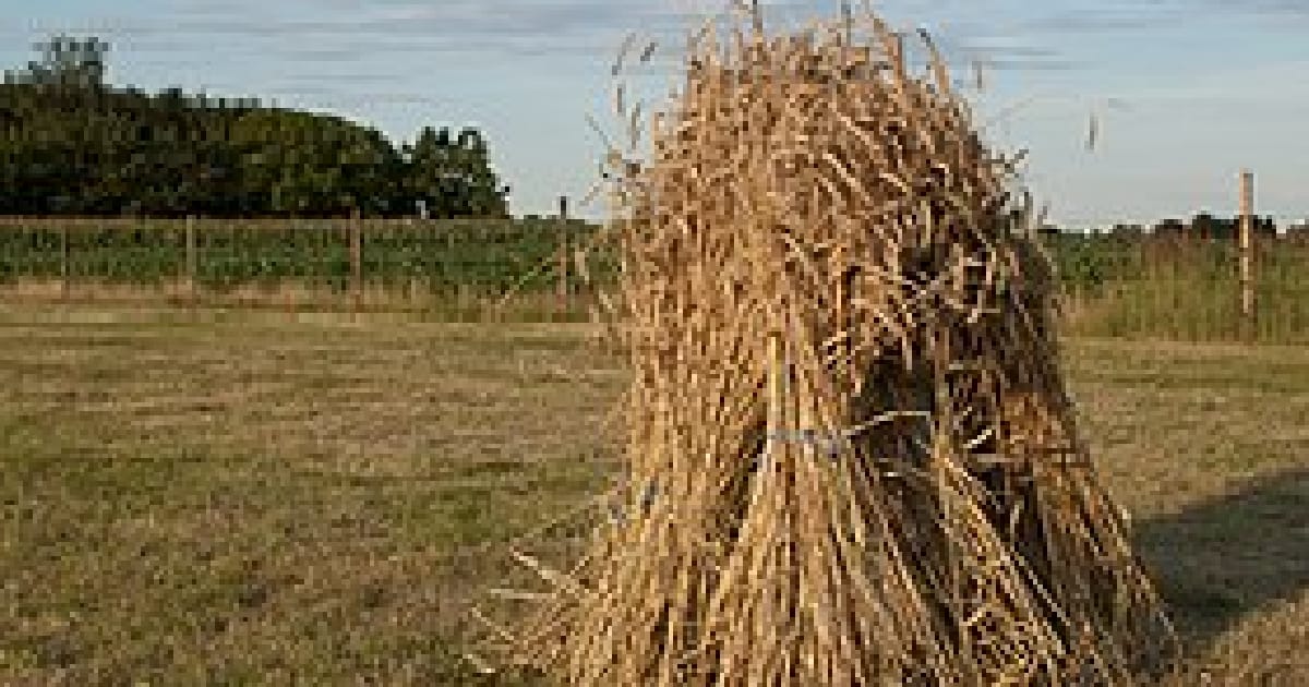 Нарис з психології авторитаризму й фашизму. - Леонід Гукалов на we.ua