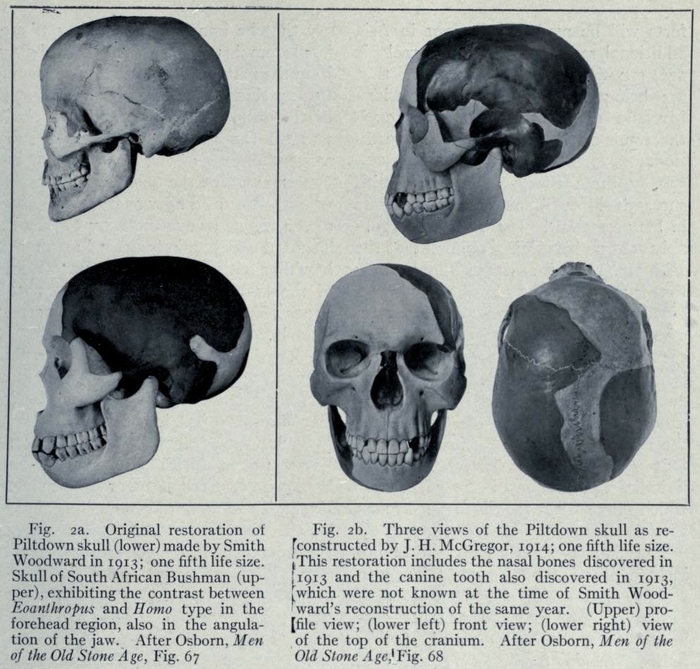 Ліворуч (Fig. 2a) - порівняння ранньої реконструкції Пілтдаунського черепа роботи Артура Сміта Вудворда (внизу) і черепа південноафриканського бушмена (вгорі). Праворуч (Fig. 2b) - власна реконструкція МакҐрегора; зверніть увагу, що знайдене у 1913 році ікло, помилково реконструйоване як верхнє ліве (на фото темне), хоч у дійсності воно мало бути нижнім. Зі статті “Людина світанку із Пілтдауну, Сассекс” (The Dawn Man of Piltdown, Sussex) Генрі Ферфілда Осборна (Henry Fairfield Osborn) у 6-му номері тому XXI журналу “Природнича історія” (Natural History) за 1921 рік, ст. 579