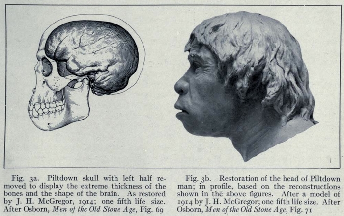 Ліворуч (Fig. 3a) - схема, що демонструє ендокран Пілтдаунської людини і товщину стінок його черепа. Праворуч (Fig. 3b) - скульптурна реконструкція роботи МакҐрегора у профіль. Із The Dawn Man of Piltdown, Sussex, 1921 рік, ст. 579