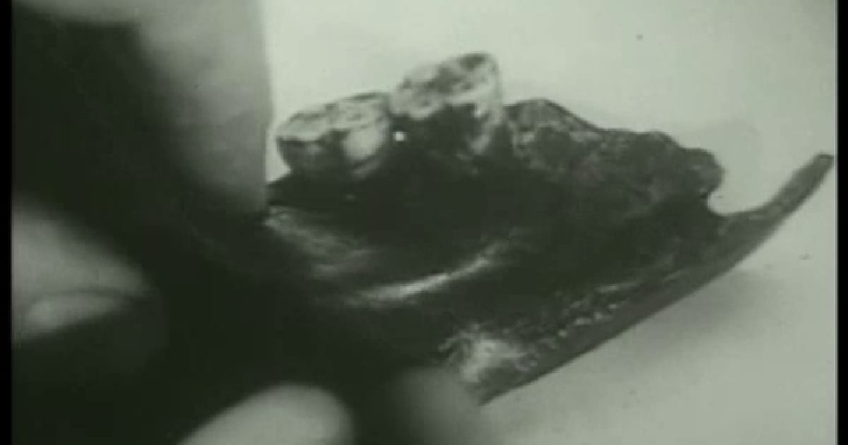 Еоантроп “під мікроскопом” - Helgi на we.ua