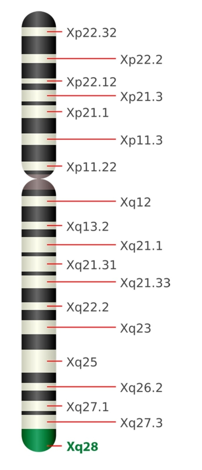 Генетичний маркер Xq28 розташований на кінці довгого плеча Х-хромосоми