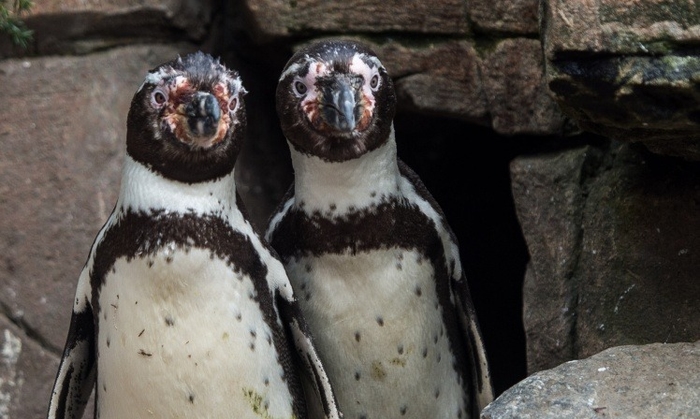 пінгвіни ґеї в німецькому зоопарку