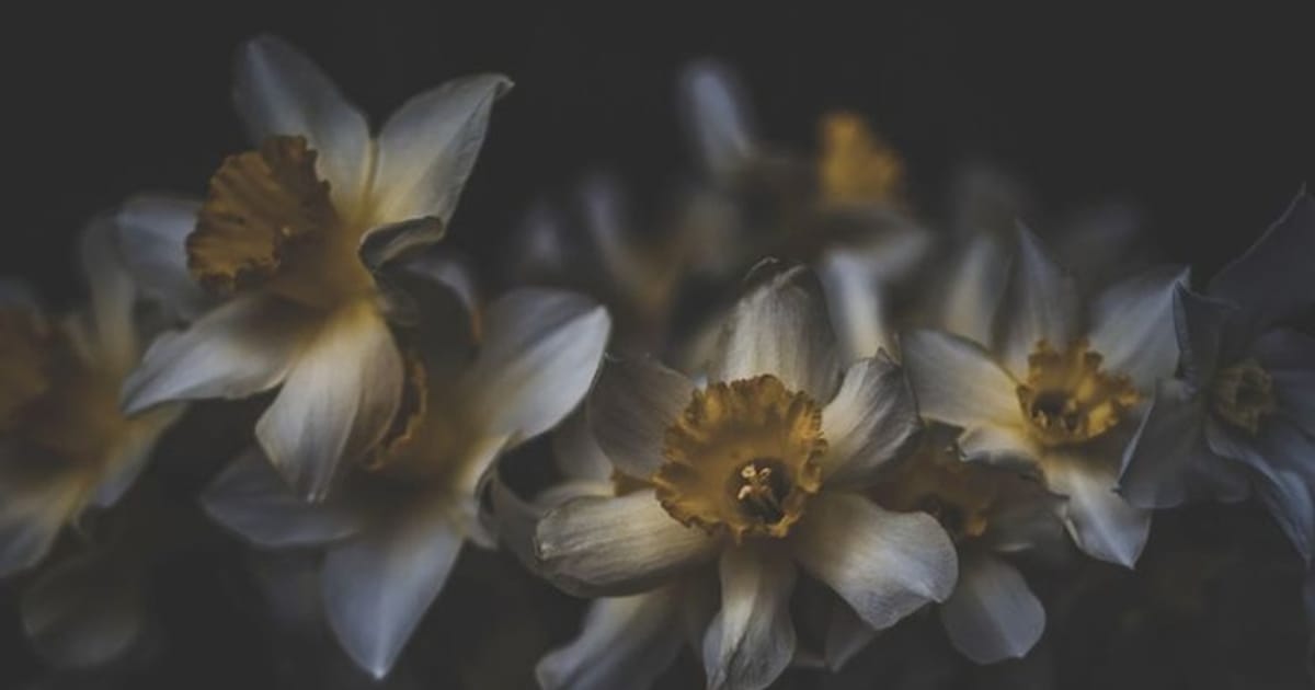 Сліпуче сяйво власної переваги - Cerebroom на we.ua