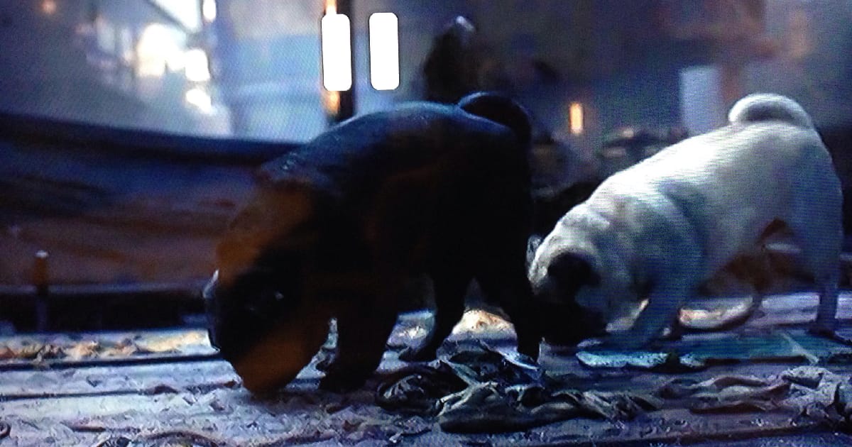 Про мопсів Есгароту і не лише - Vira Maliy на we.ua