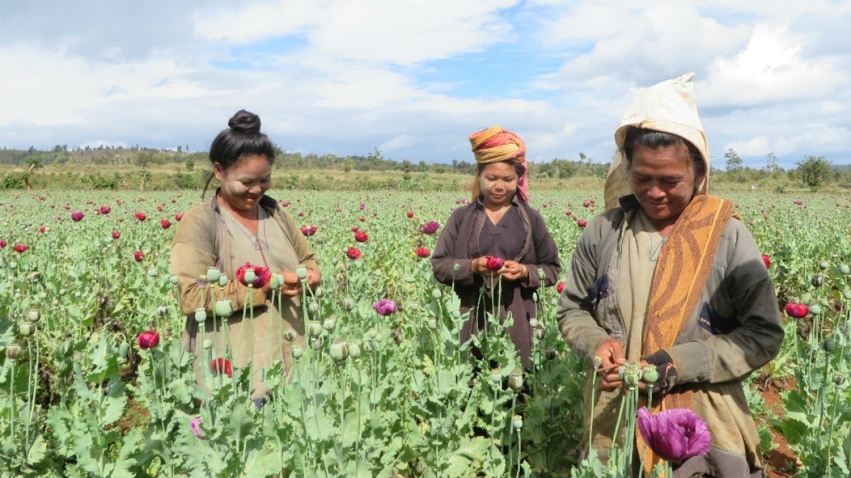 Myanmar cracking down on opium, but conflicts push drug trade | Drugs News  | Al Jazeera