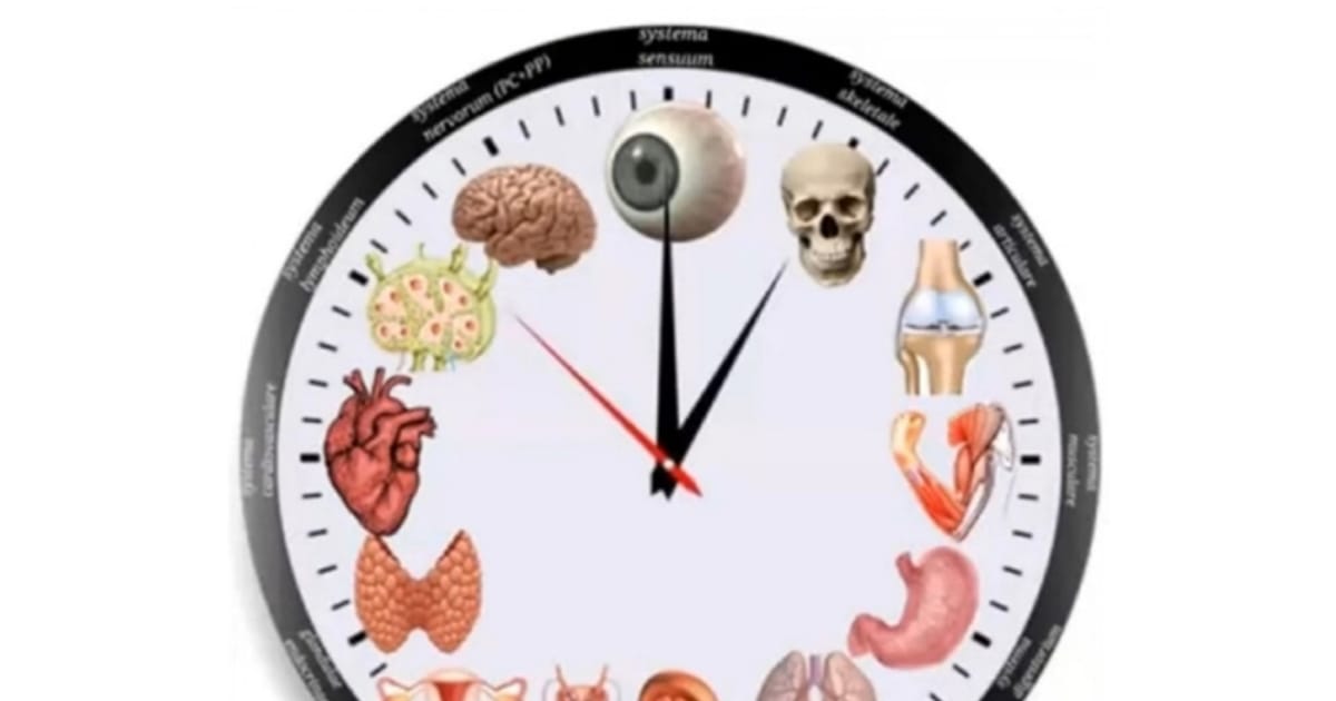 Системи організму людини - Юлія Панкова on we.ua