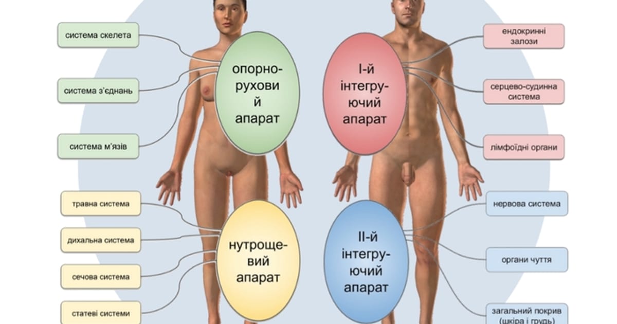 Системи та апарати організму людини - Юлія Панкова on we.ua