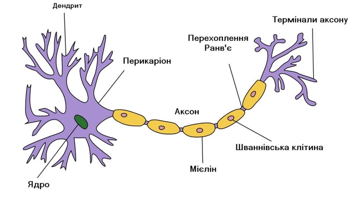 Будова нейрона - його функції