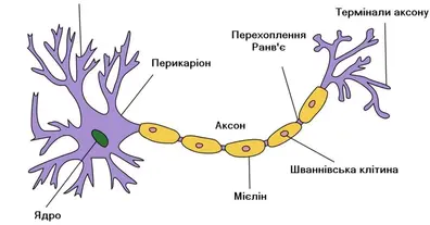 Картинка довгочиту