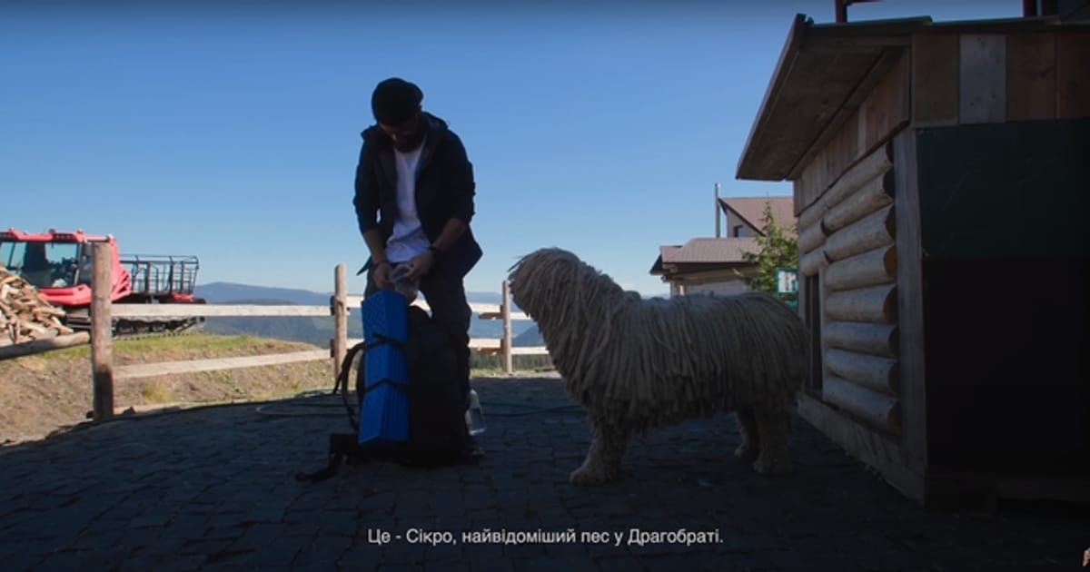 Комондор — історія цієї породи - ПлітБрама на we.ua