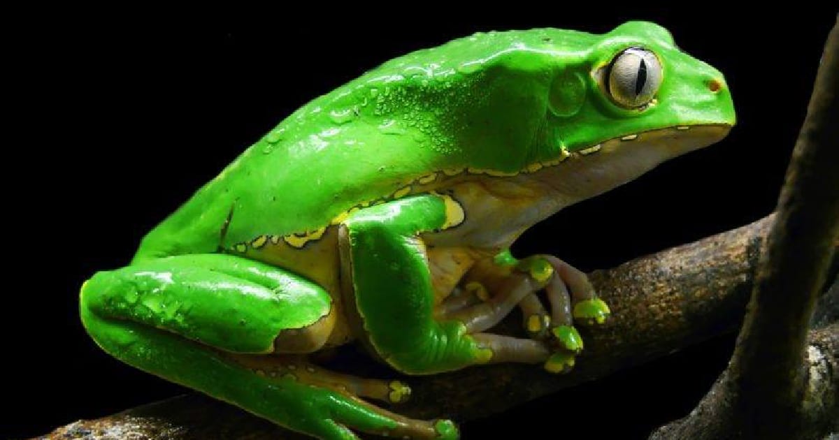 ЦЕРЕМОНІЯ КАМБО - Андрій Стояновський на we.ua