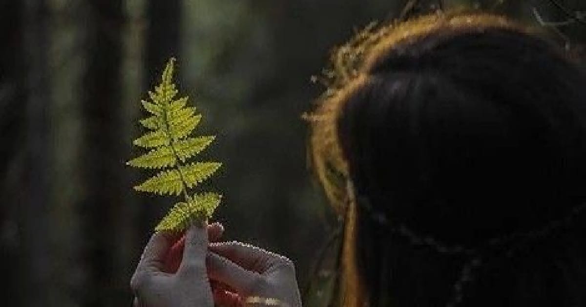 Як квітне папороть - Єлизавета Симарґл на we.ua