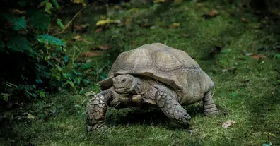 🐢 Черепашачі пригоди - на we.ua